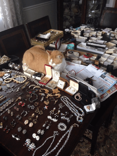 cat