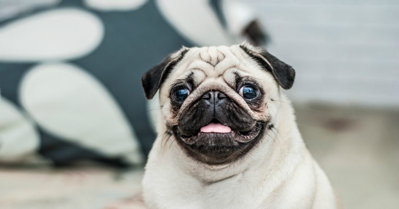 9 Things to Consider Before Adopting a Dog