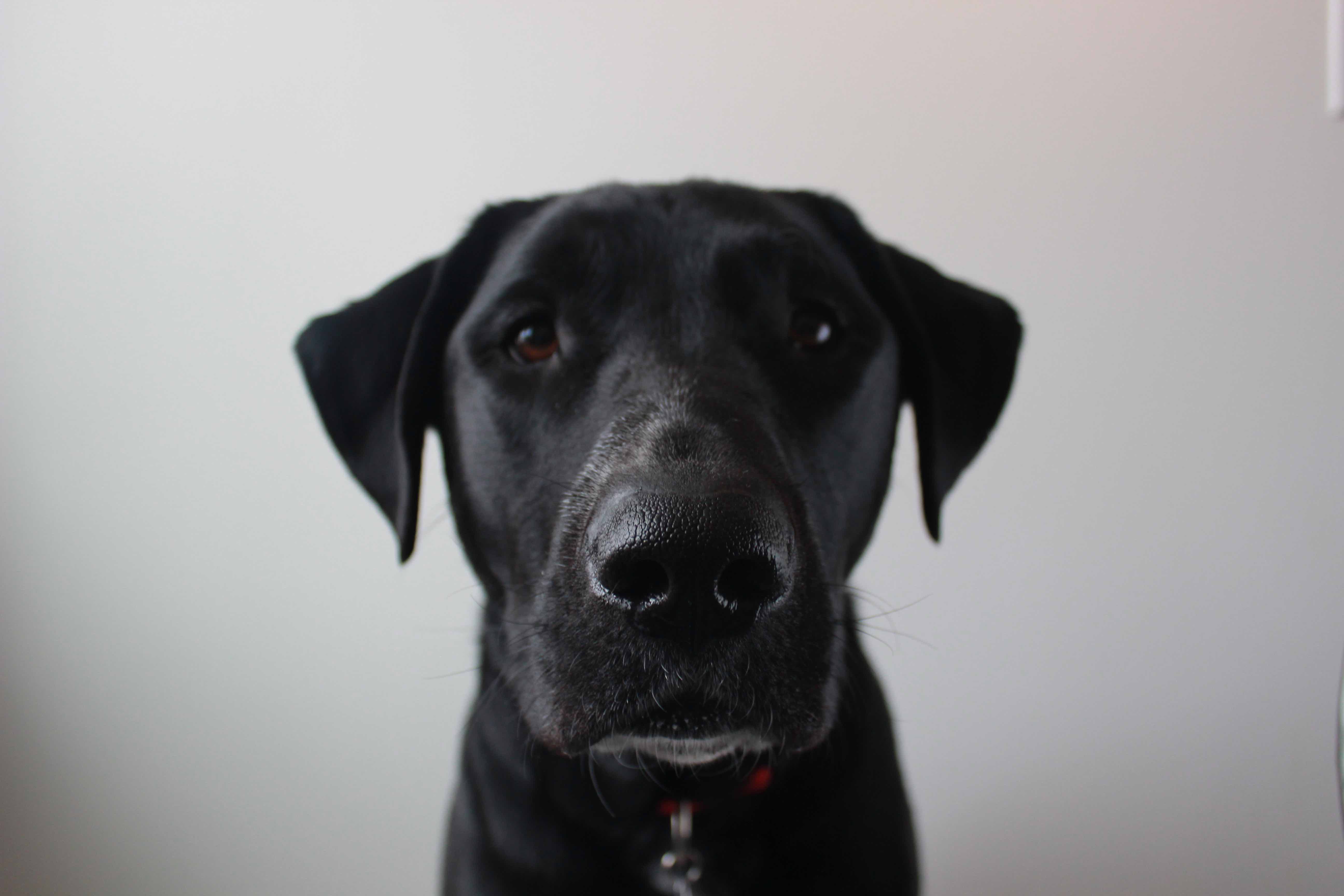 Increasing Your Savings Rate might mean a budget for your dog!