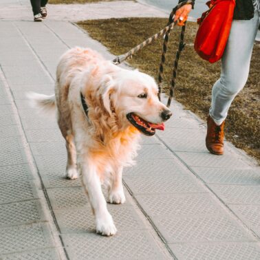 dog-walking