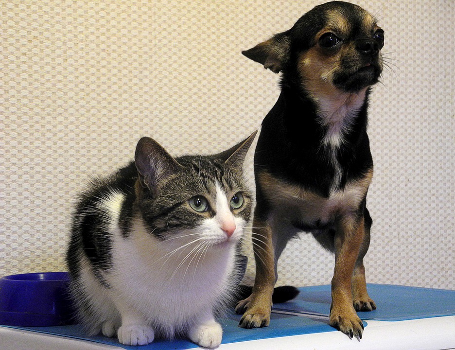 cat-and-dog-975023_960_720